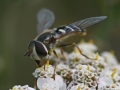 Schwebfliege auf einer Blüte