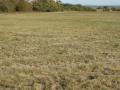 Vertrockneter Aufwuchs einer Vertragnaturschutz-Wiese in Mittelfranken