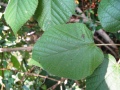Zweig mit herzförmigen Blättern
