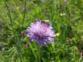 Bienen auf lila Blume