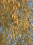 Baum mit hängenden Blütenkätzchen