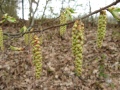 Zweig mit Blättern und hängenden Blüten