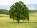 großer Baum auf einer Wiese