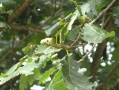 Zweig mit Blättern und Eicheln