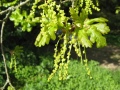 Zweig mit herunterhängenden Blütenkätzchen