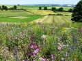 Kulturlandschaft mit bunt blühender Wiese.