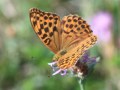 Schmetterling auf Blume