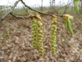 Zweig mit Blättern und hängenden Blüten