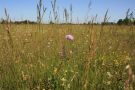 Langwieder Haide mit blühender Witwenblume