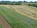 Mahd-Mulchstreifen im Wechsel mit Photovoltaikanlage im Hintergrund