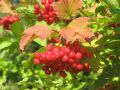 Scharlachrote Beeren an einem Zweig mit Blättern