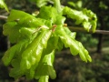 Zweig mit Blättern und kleinen Blüten