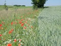 Feld mit blühendem Randstreifen