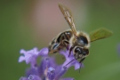 Biene auf blauer Blume