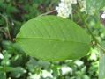 Fein gesägtes Blatt