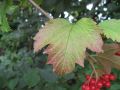 Blatt mit roten Früchten