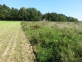 Landschaft mit Blühfläche, Feld und Waldrand