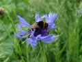 Erdhummel.