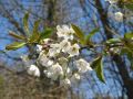 Weiße Blüten 