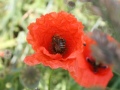 Klatschmohn mit Biene