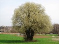 Großstrauch auf einer Wiese