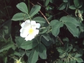 weiß blühende Rose