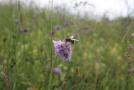 Wiese mit Skabiosenblüte mit einer Biene