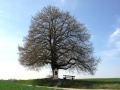 Baum ohne Blätter mit Bank und Feldkreuz