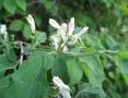 Weiße, bis zu 1 cm große Blüten