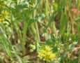 Rundblättriges Hasenohr (Bupleurum rotundifolium): hell gelber Blütenstand