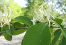 Zweig mit Blüten, die paarweise in den Blattachseln stehen