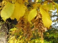 Zweig mit herbstlich verfärbten Blättern und büscheligen Früchten