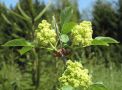 Zweig mit grünlichen Knospen