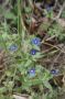 Tiefblaue Blüten des Blauen-Gauchheil