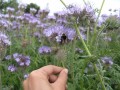 Hand pflückt lila Blume von einem Blumenfeld