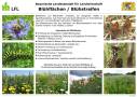 Blühflächen bieten Rückzugsräume und Nahrung für viele Tierarten der Feldflur