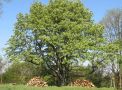 Kleiner Baum