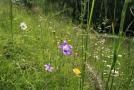 Wiesen-Glockenblumen und Zittergras auf der Wiese von Familie Pantele im Landkreis Weilheim.