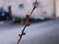 Zweig mit Blatt- und Blütenknospen