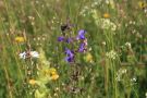 Violetter Salbei und Zittergras in der Langwieder Haide