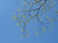 Zweig mit jungen Blättern