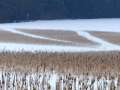 Zwischenfruchtfläche im Schnee