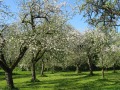 Streuobstwiese mit blühenden Bäumen