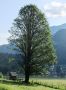 Baum im Gebirge