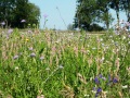 bunt blühende Wiese