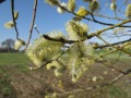 Zweig mit männlichen Blüten