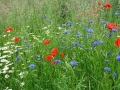 Blühfläche mit bunten Blumen