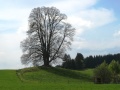 Baum ohne Blätter