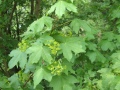 Zweig mit Blättern und Blüten