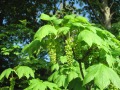 Zweig mit Blättern und Blüten